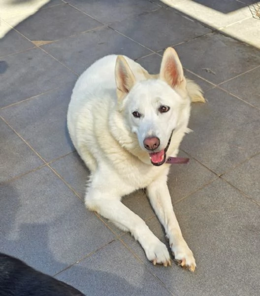 Splendida Simil Pastore Svizzero - SNOW | Foto 3