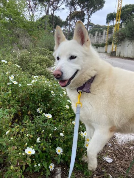 Splendida Simil Pastore Svizzero - SNOW | Foto 4