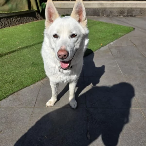 Splendida Simil Pastore Svizzero - SNOW | Foto 1