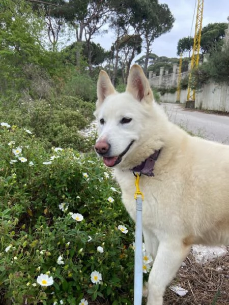 Splendida Simil Pastore Svizzero - SNOW | Foto 2