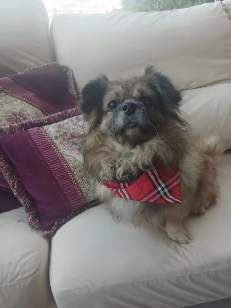 Peggy, un'amore di Pechinese | Foto 4