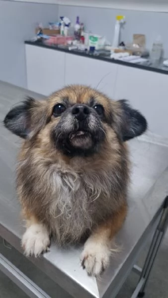 Peggy, un'amore di Pechinese