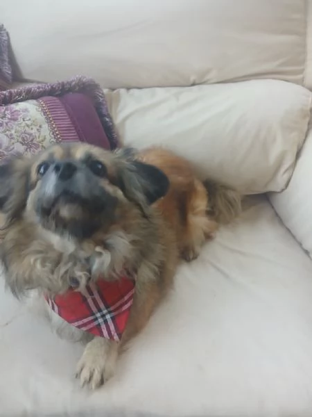 Peggy, un'amore di Pechinese | Foto 2