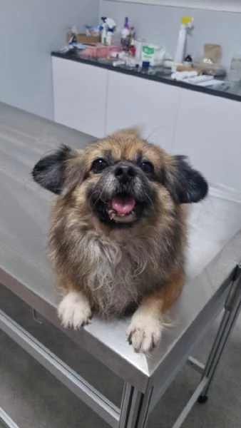 Peggy, un'amore di Pechinese | Foto 4