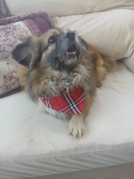 Peggy, un'amore di Pechinese | Foto 1