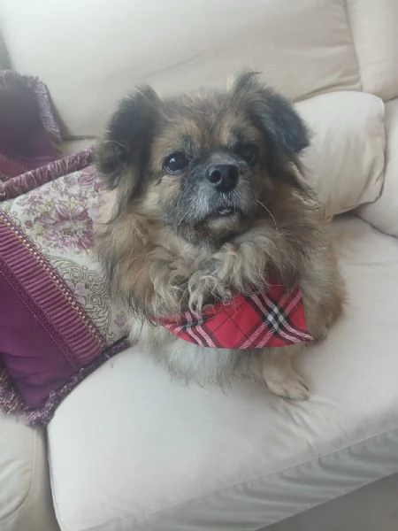 Peggy, un'amore di Pechinese | Foto 0