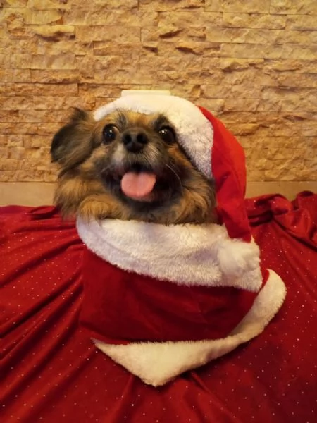 Peggy, un'amore di Pechinese | Foto 0