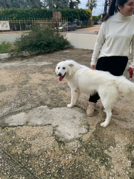 Guzzi, buonissimo pastore svizzero | Foto 5