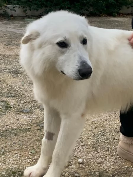 Guzzi, buonissimo pastore svizzero | Foto 4