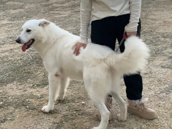 Guzzi, buonissimo pastore svizzero | Foto 3