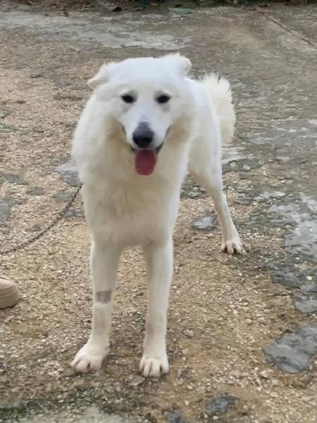 Guzzi, buonissimo pastore svizzero | Foto 2