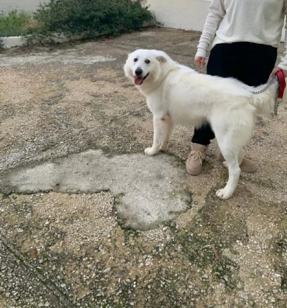 Guzzi, buonissimo pastore svizzero | Foto 1