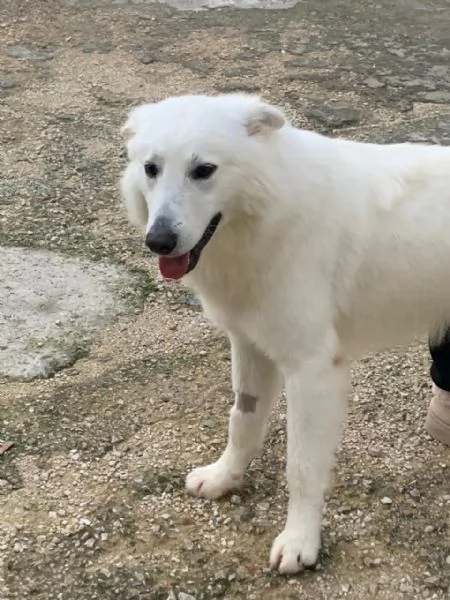 Guzzi, buonissimo pastore svizzero | Foto 0