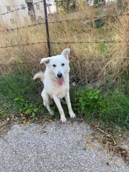 Guzzi, buonissimo pastore svizzero