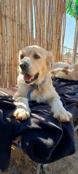 River, un amore di simil Golden Retreiver | Foto 5