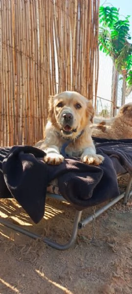 River, un amore di simil Golden Retreiver | Foto 4