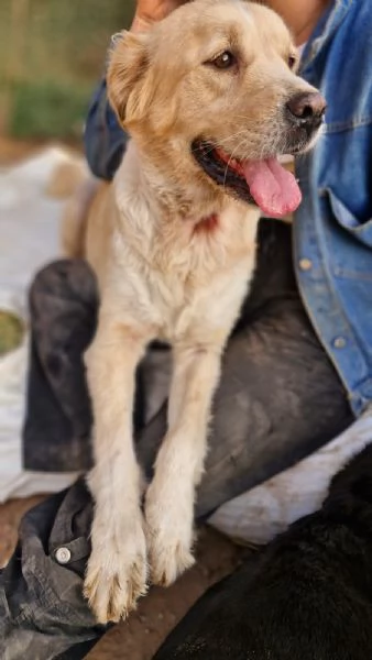 River, un amore di simil Golden Retreiver | Foto 3