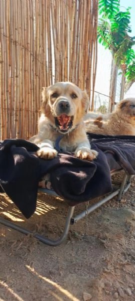 River, un amore di simil Golden Retreiver | Foto 2