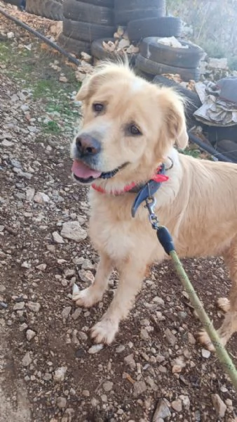 River, un amore di simil Golden Retreiver | Foto 1