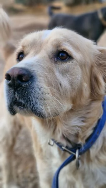 River, un amore di simil Golden Retreiver