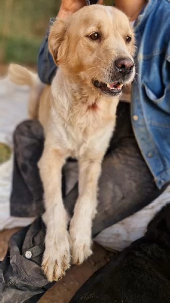 River, un simil Golden Retreiver da adottare | Foto 4