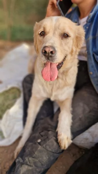 River, un simil Golden Retreiver da adottare | Foto 3