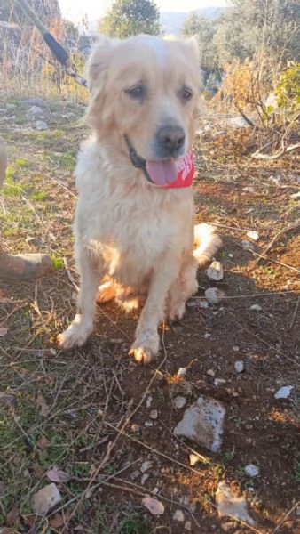 River, un simil Golden Retreiver da adottare | Foto 2