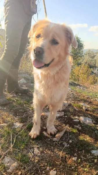 River, un simil Golden Retreiver da adottare | Foto 1