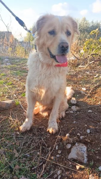 River, un simil Golden Retreiver da adottare | Foto 0