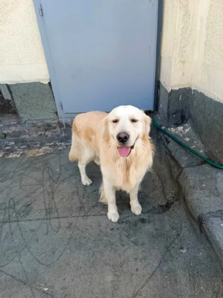 Max, un amore di Golden Retriever | Foto 6