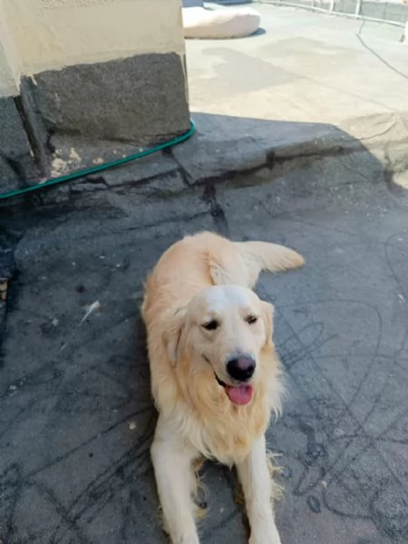 Max, un amore di Golden Retriever | Foto 5