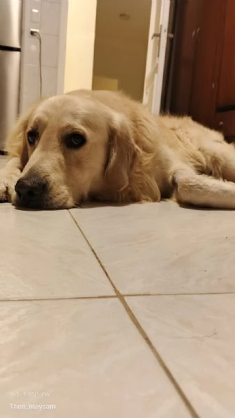 Max, un amore di Golden Retriever | Foto 1