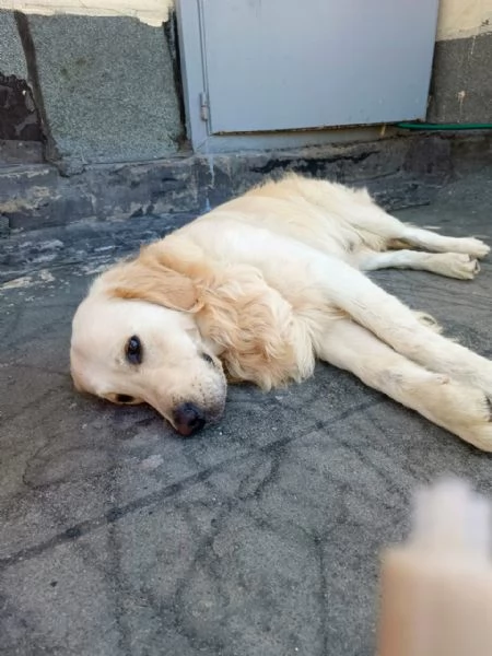 Max, un amore di Golden Retriever | Foto 0