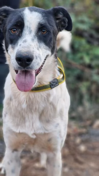 Daisy, una meticcia adorabile | Foto 4