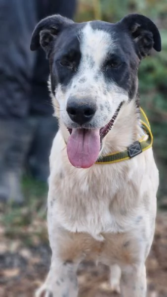 Daisy, una meticcia adorabile