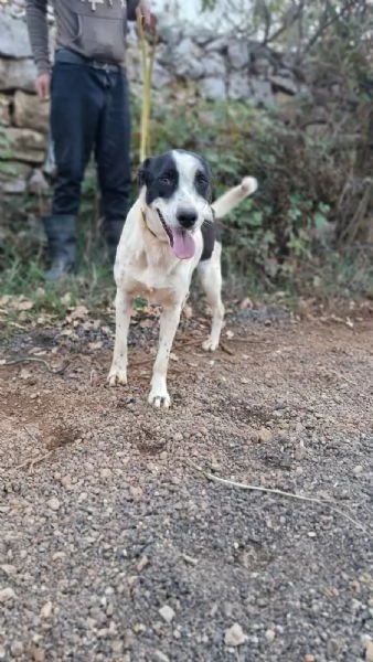 Daisy, una meticcia adorabile | Foto 3