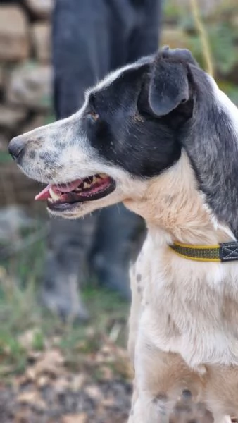 Daisy, una meticcia adorabile | Foto 2