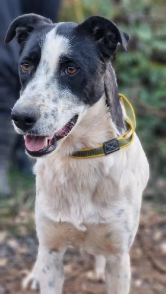 Daisy, una meticcia in cerca di famiglia