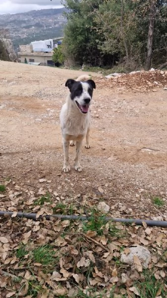 Daisy, una meticcia in cerca di famiglia | Foto 4