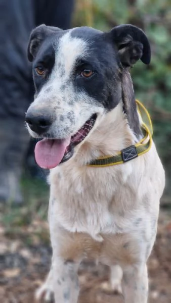 Daisy, una meticcia adorabile | Foto 1