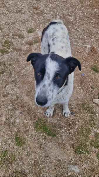 Daisy, una meticcia in cerca di famiglia | Foto 3