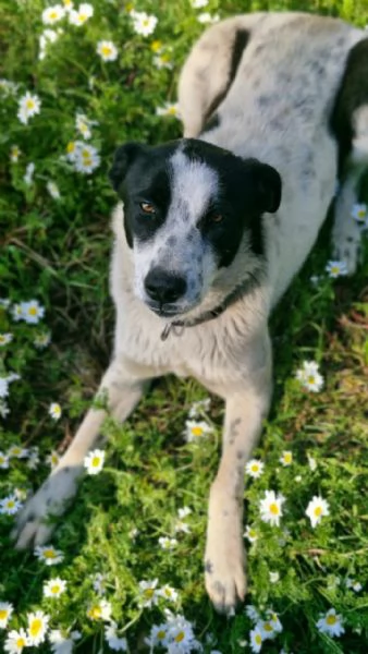 Daisy, una meticcia in cerca di famiglia | Foto 1