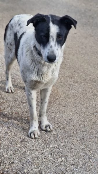 Daisy, una meticcia in cerca di famiglia | Foto 0