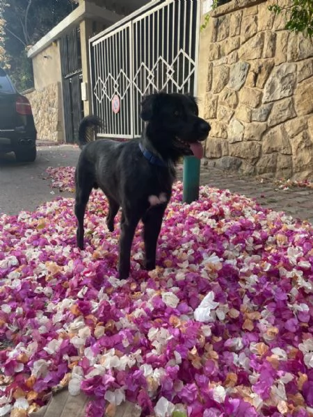 Blackie, Simil Flat Coat Retriever | Foto 3