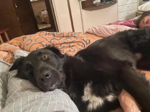 Blackie, Simil Flat Coat Retriever