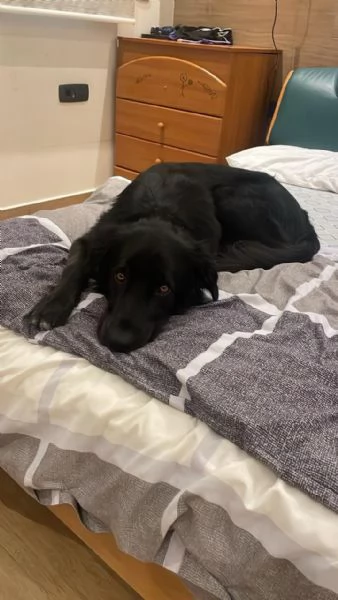 Blackie, Simil Flat Coat Retriever | Foto 2