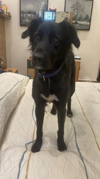 Blackie, Simil Flat Coat Retriever | Foto 1