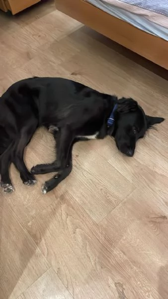 Blackie, Simil Flat Coat Retriever | Foto 0