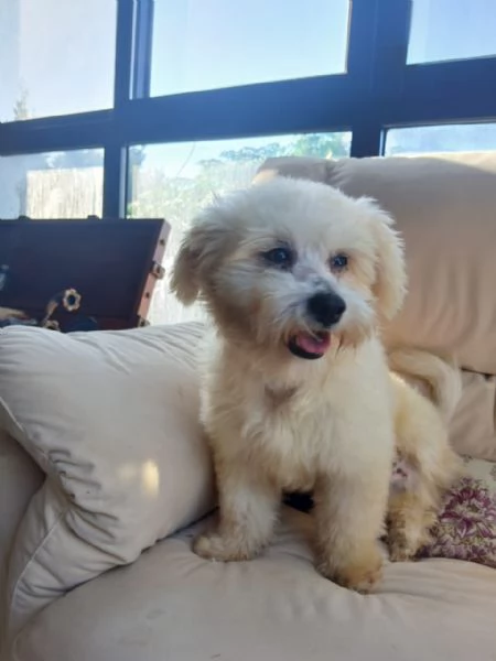 Flex, un tenero maltese | Foto 3