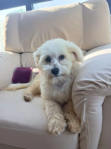 Flex, un tenero maltese | Foto 2